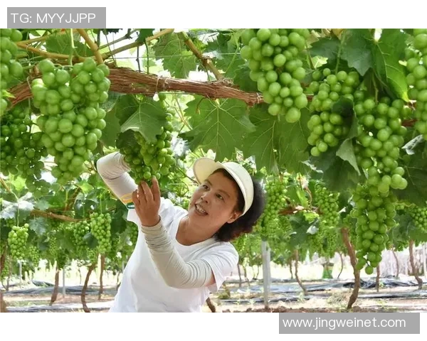 果园采摘季节乐趣，畅享自然丰收的喜悦与美好时光