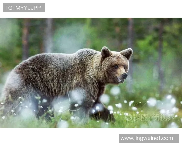 灰熊栖息地与生态保护现状探讨及未来发展前景分析
